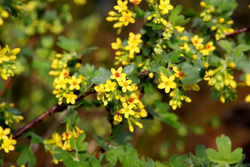 shrubs with yellow flowers