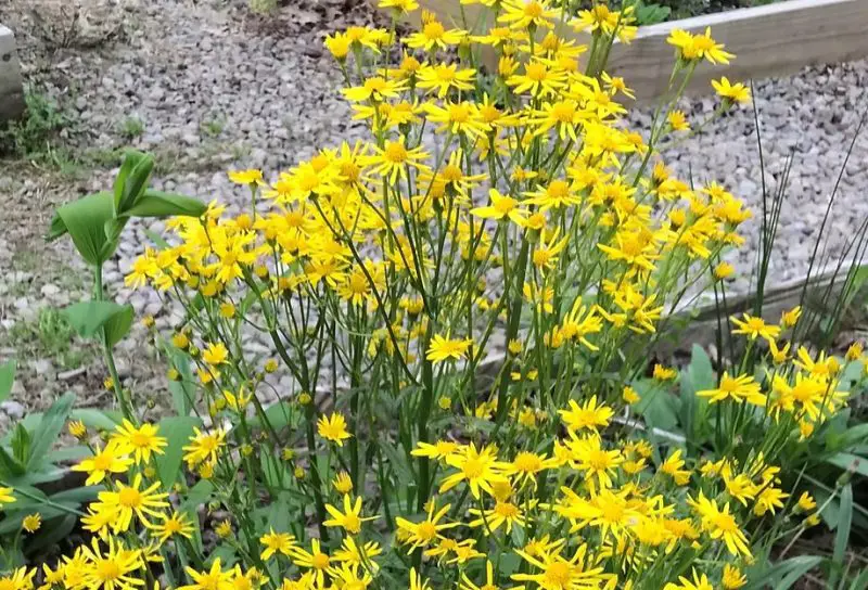 Weeds with Yellow Flowers