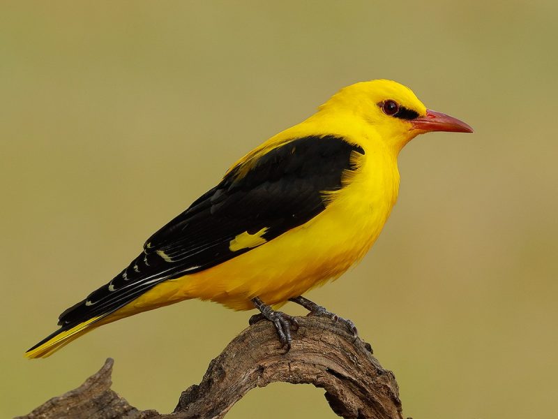 Yellow Birds With Black Wings