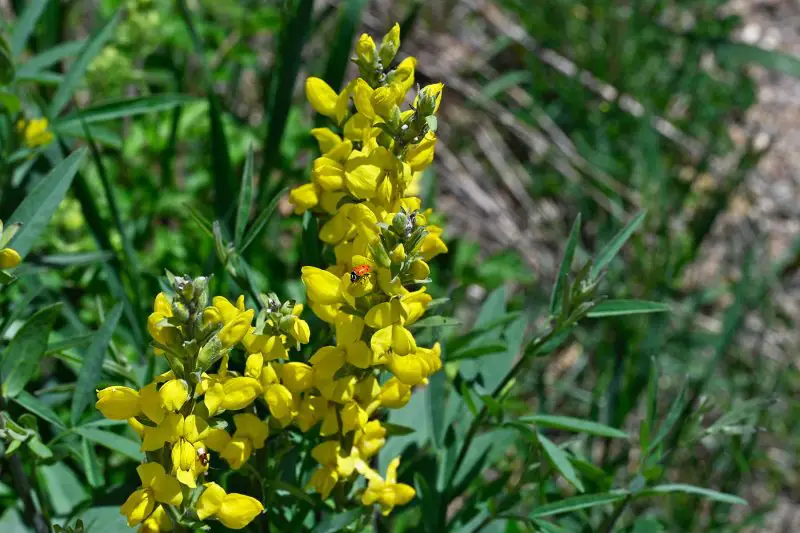 Weeds with Yellow Flowers