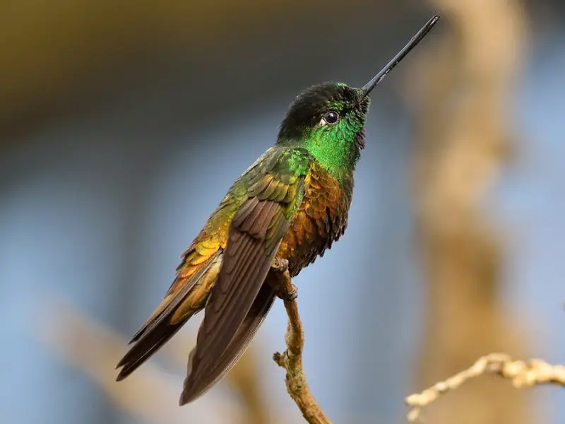 Yellow Birds With Black Wings
