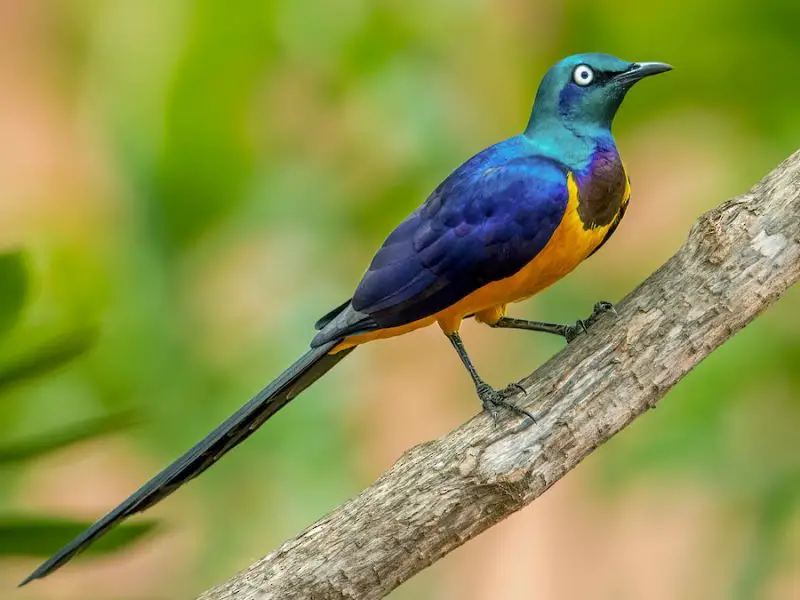 Yellow Birds With Black Wings