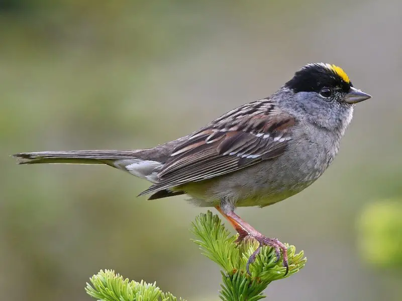 Types of Sparrows