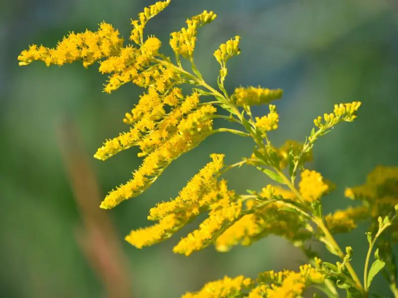 Weeds with Yellow Flowers