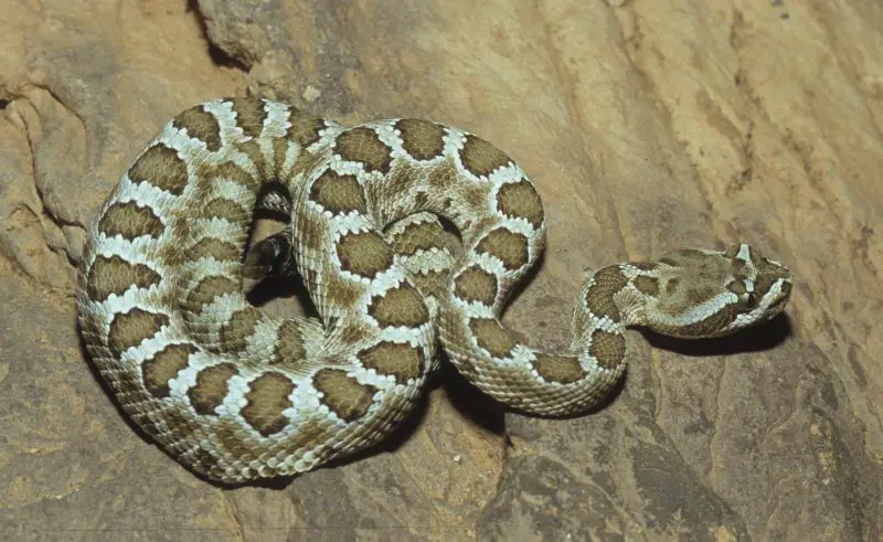 Types of Rattlesnakes in Arizona