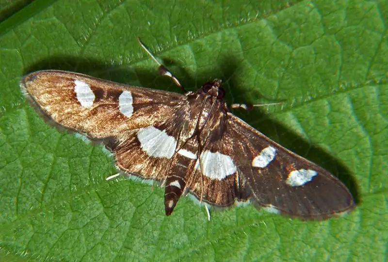 Black Bugs With White Spots
