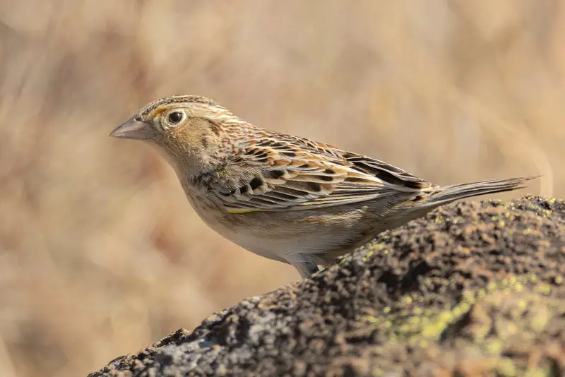 Types of Sparrows