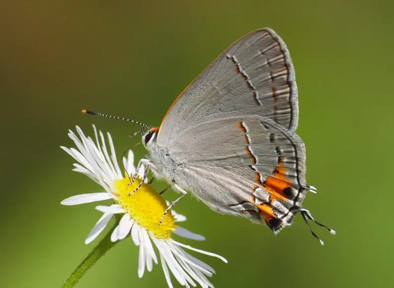 types of butterflies in Florida