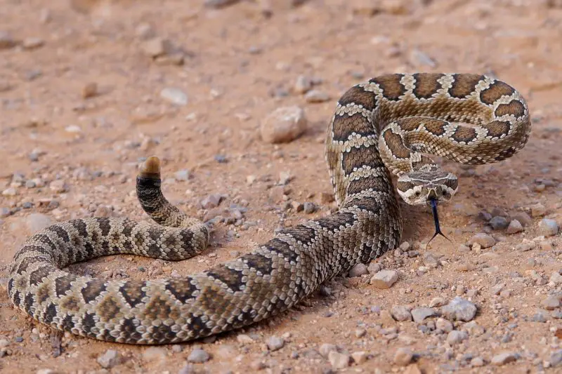 Types of Rattlesnakes in Arizona