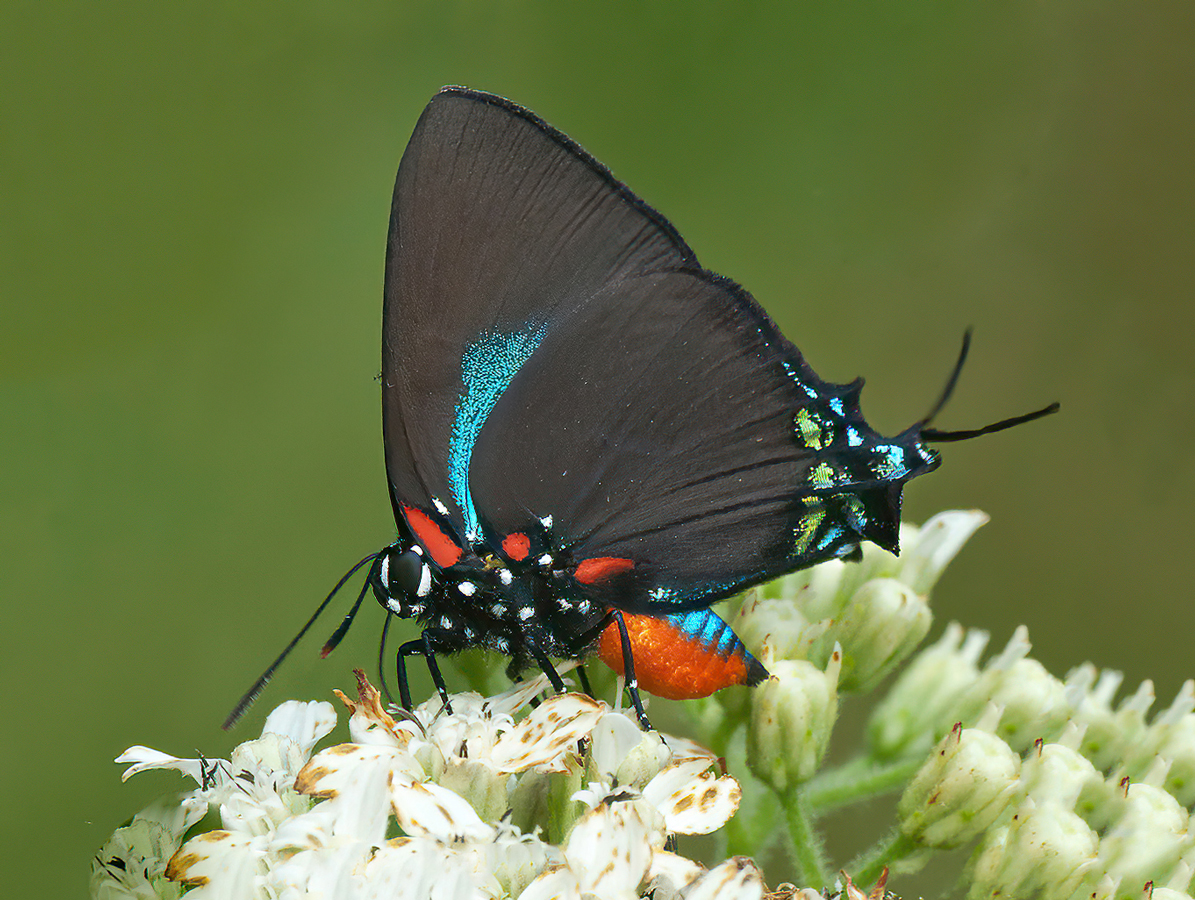 types of butterflies in Florida