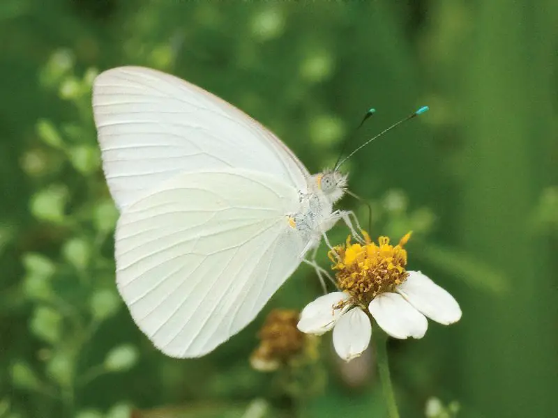 types of butterflies in Florida