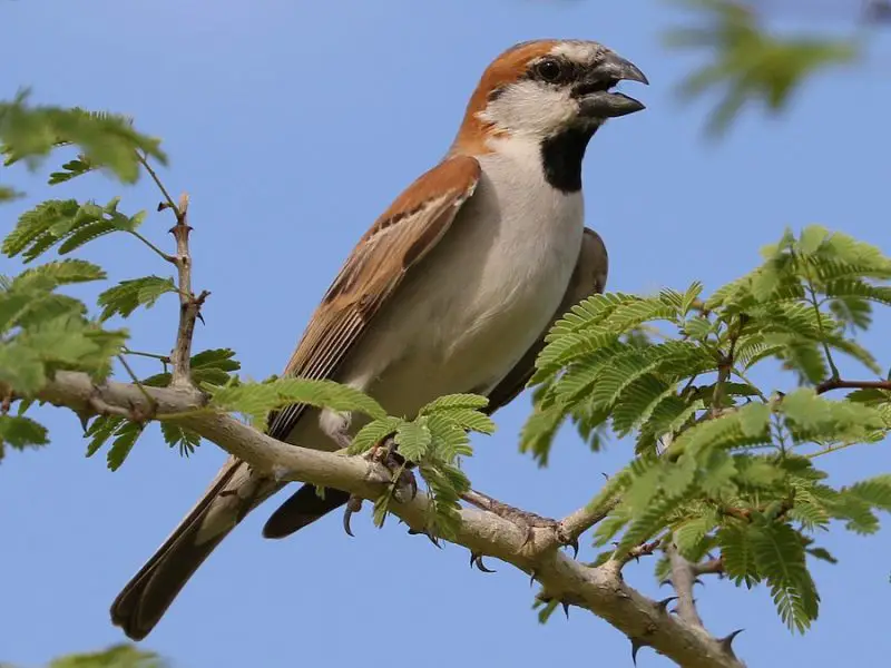 Types of Sparrows