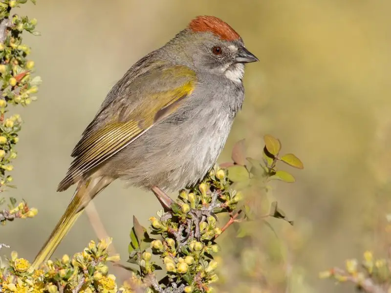 Types of Sparrows