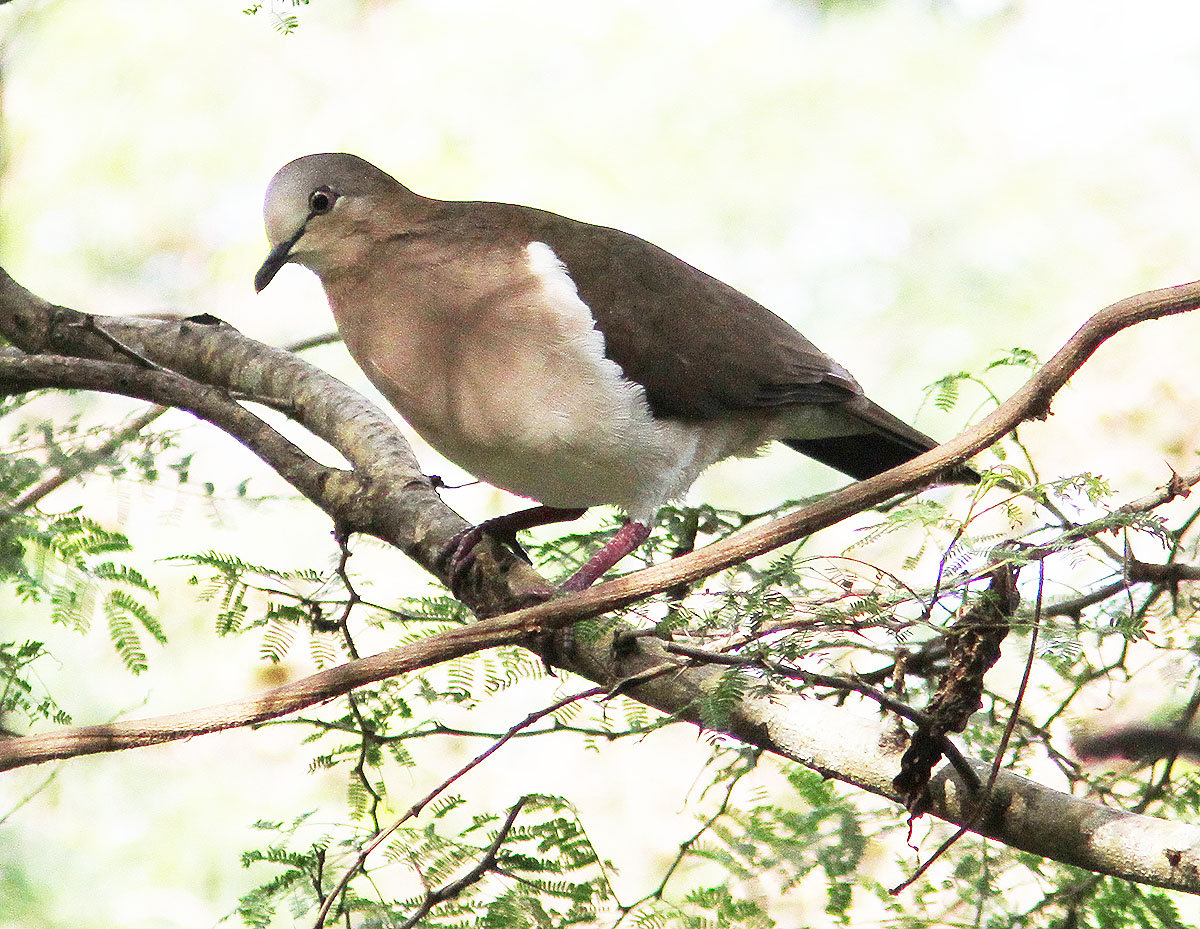 Types of Doves