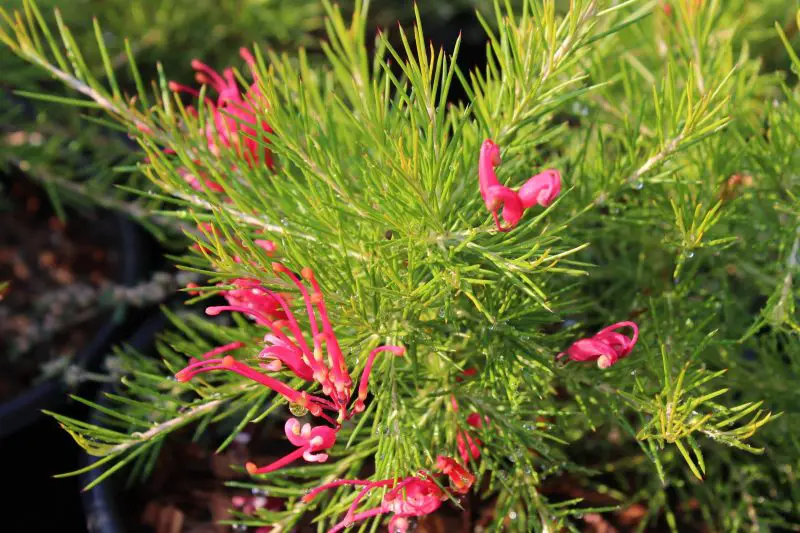 Small Evergreen Shrubs