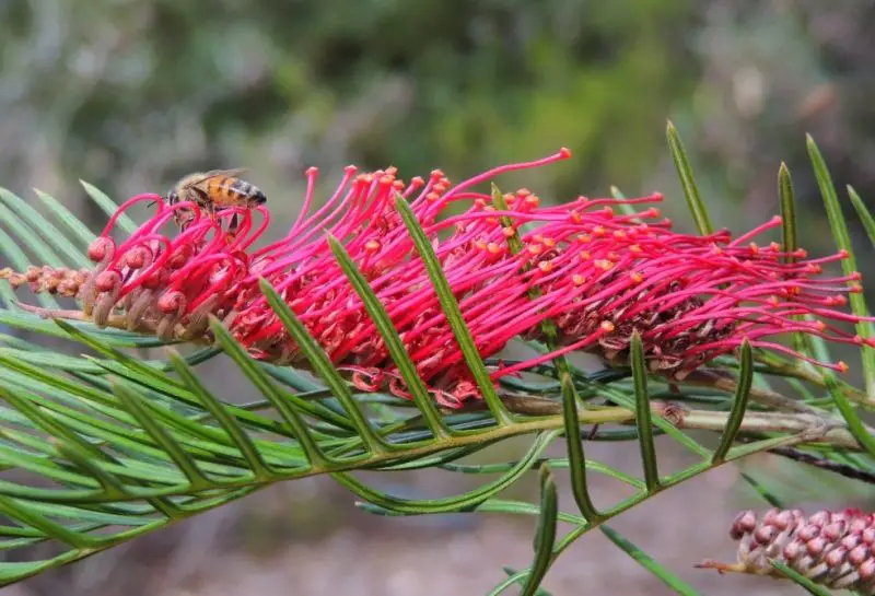 Shrubs with Red Flowers