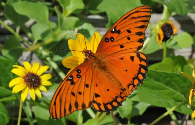 types of butterflies in Florida