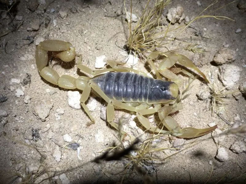 Scorpions in Texas