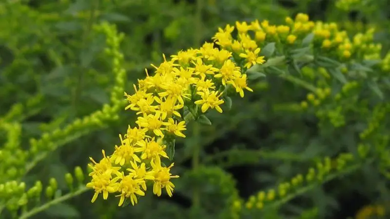 Weeds with Yellow Flowers
