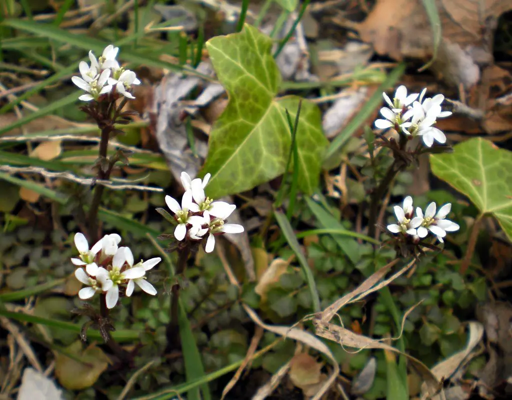Weeds with White Flowers