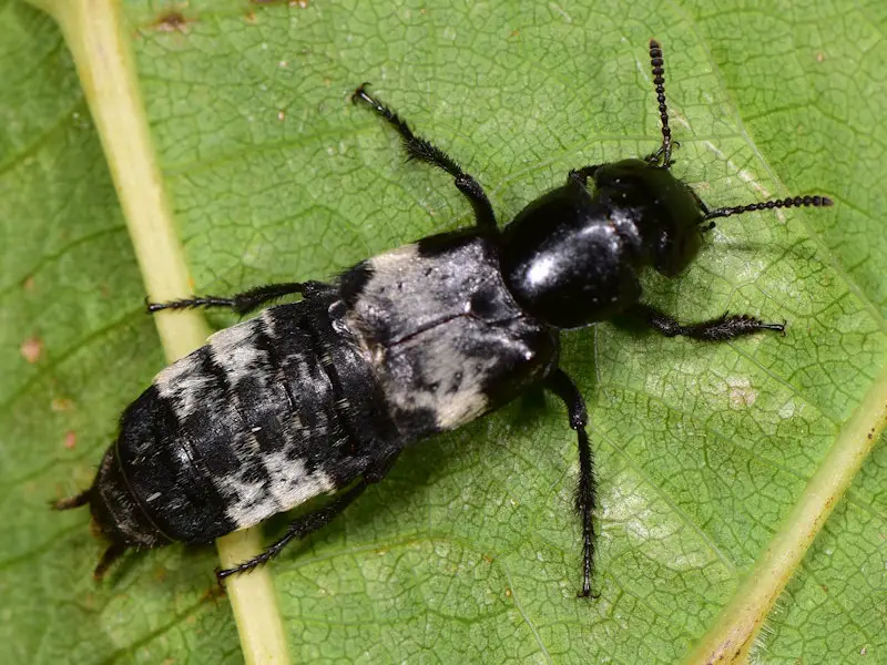 Black Bugs With White Spots