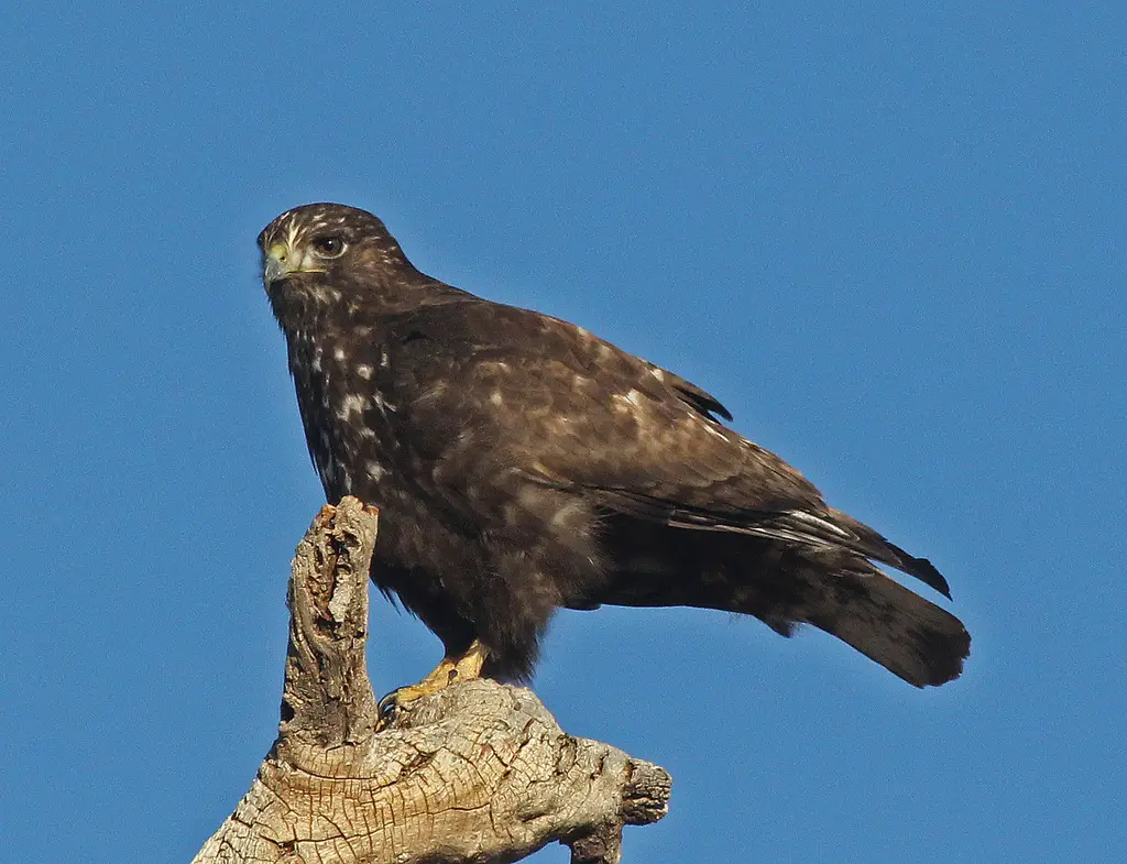 Hawks in Florida