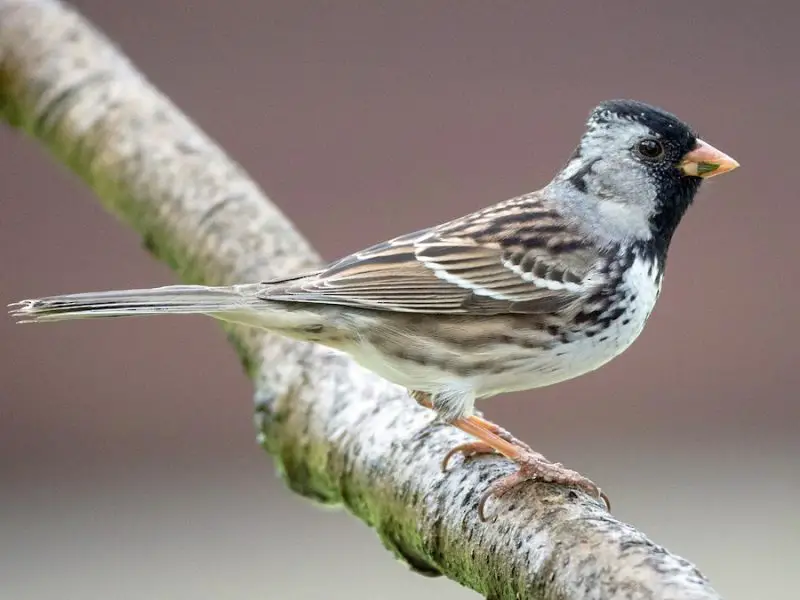 Types of Sparrows
