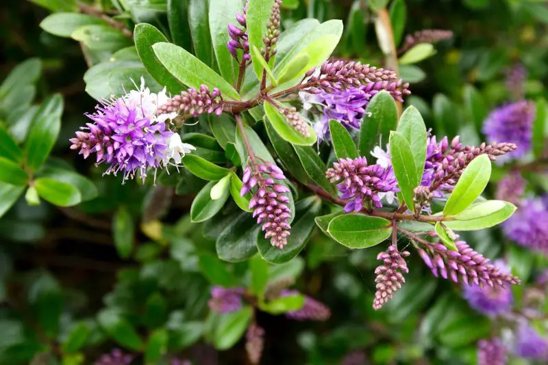Flowering Shrubs That Bloom All Summer