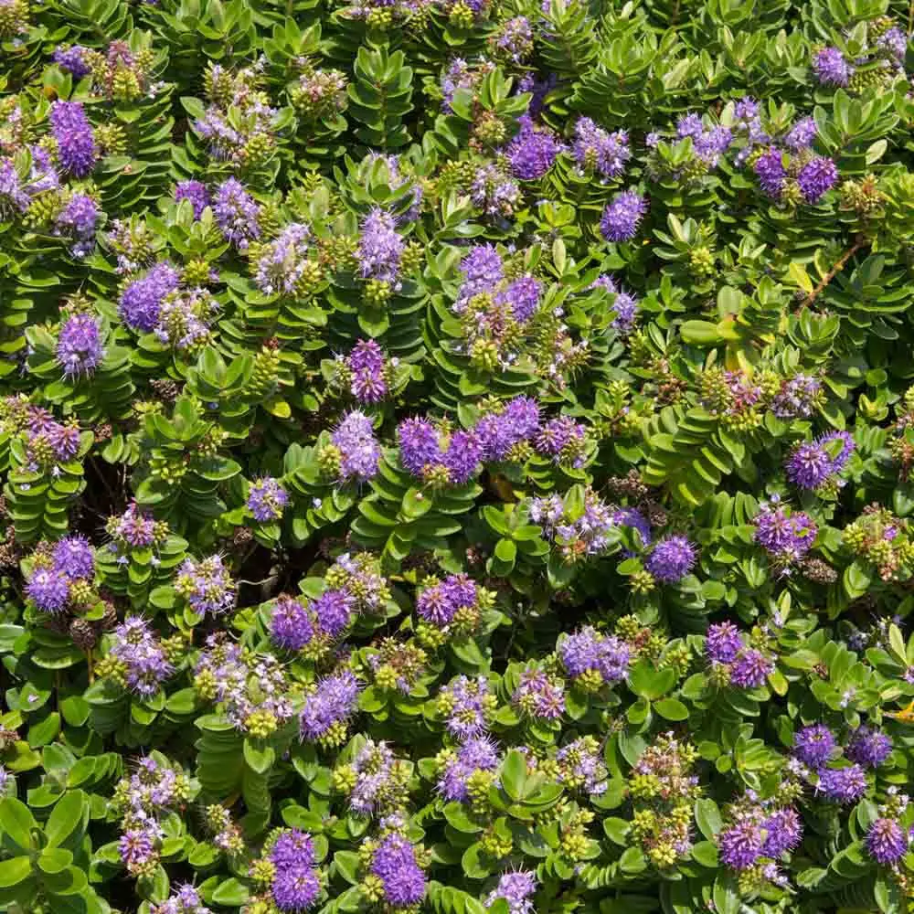 Small Evergreen Shrubs
