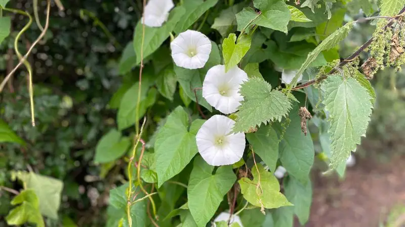 Weeds with White Flowers