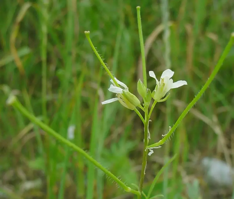 Weeds with White Flowers