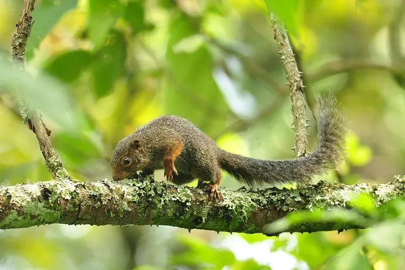 Types of Squirrel
