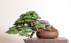 50 Types of Bonsai Trees (With Pictures and Names)