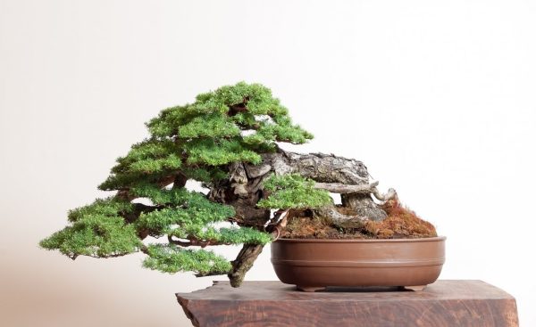 Types of Bonsai Trees