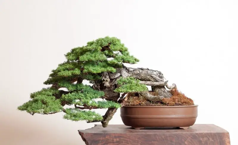 Types of Bonsai Trees