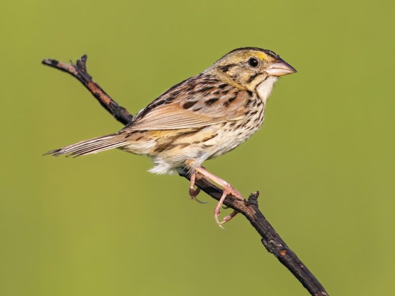 Types of Sparrows