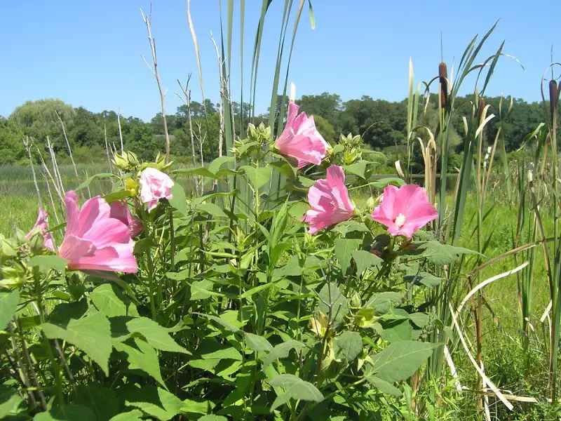 Flowering Shrubs That Bloom All Summer