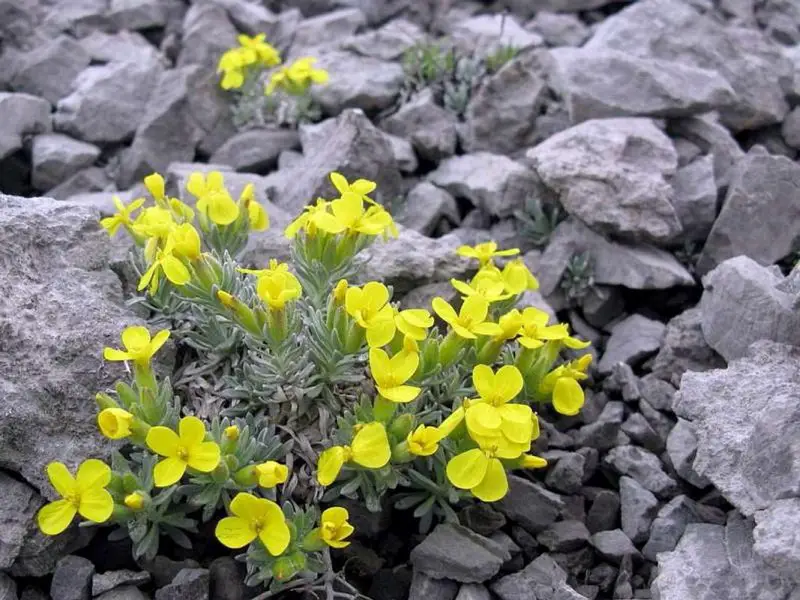 Weeds with Yellow Flowers