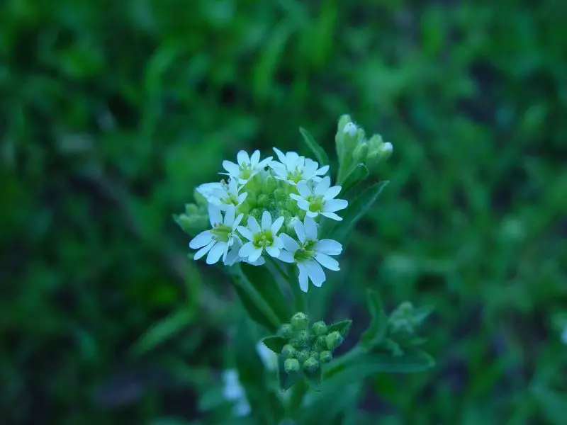 Weeds with White Flowers