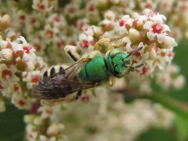 Types of Bees in Arizona
