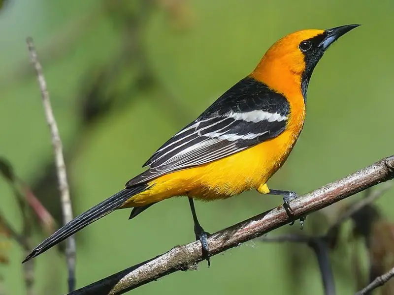 Yellow Birds With Black Wings