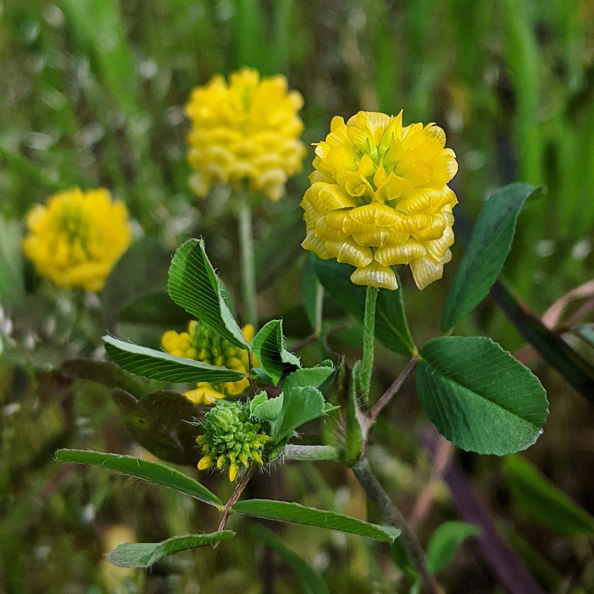Types of Clover Plants