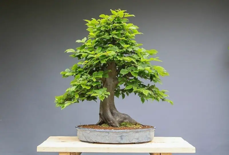 Types of Bonsai Trees
