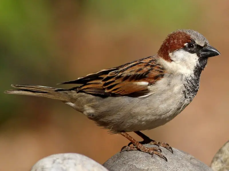 Types of Sparrows