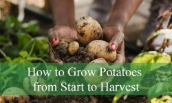 How to Grow Potatoes from Start to Harvest (Complete Guide)