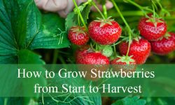 How to Grow Strawberries from Start to Harvest (Complete Guide)