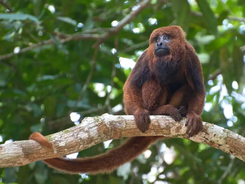 Monkeys in Florida