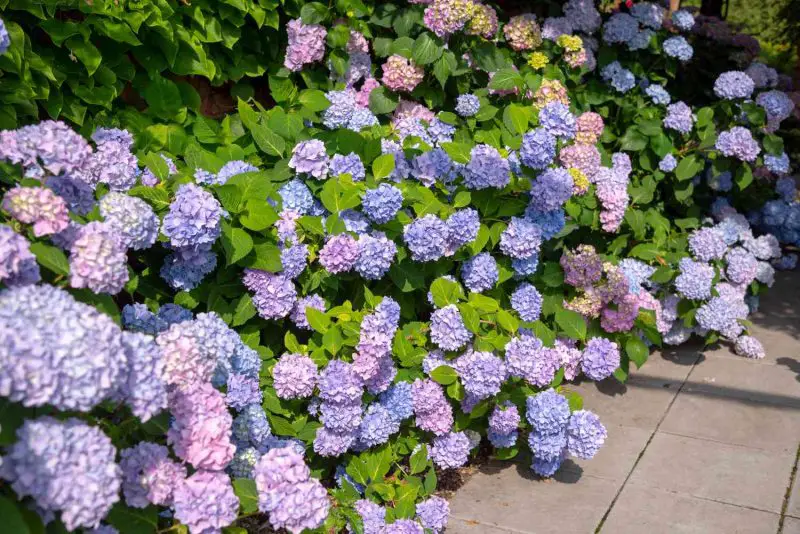 Flowering Shrubs That Bloom All Summer