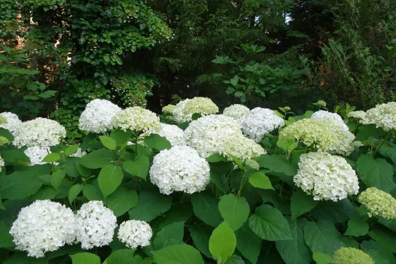 Shrubs with White Flowers