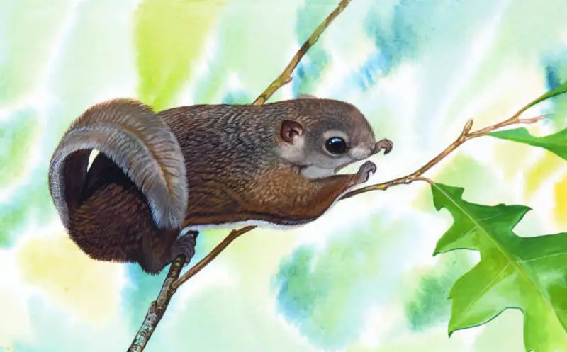 Types of Squirrel